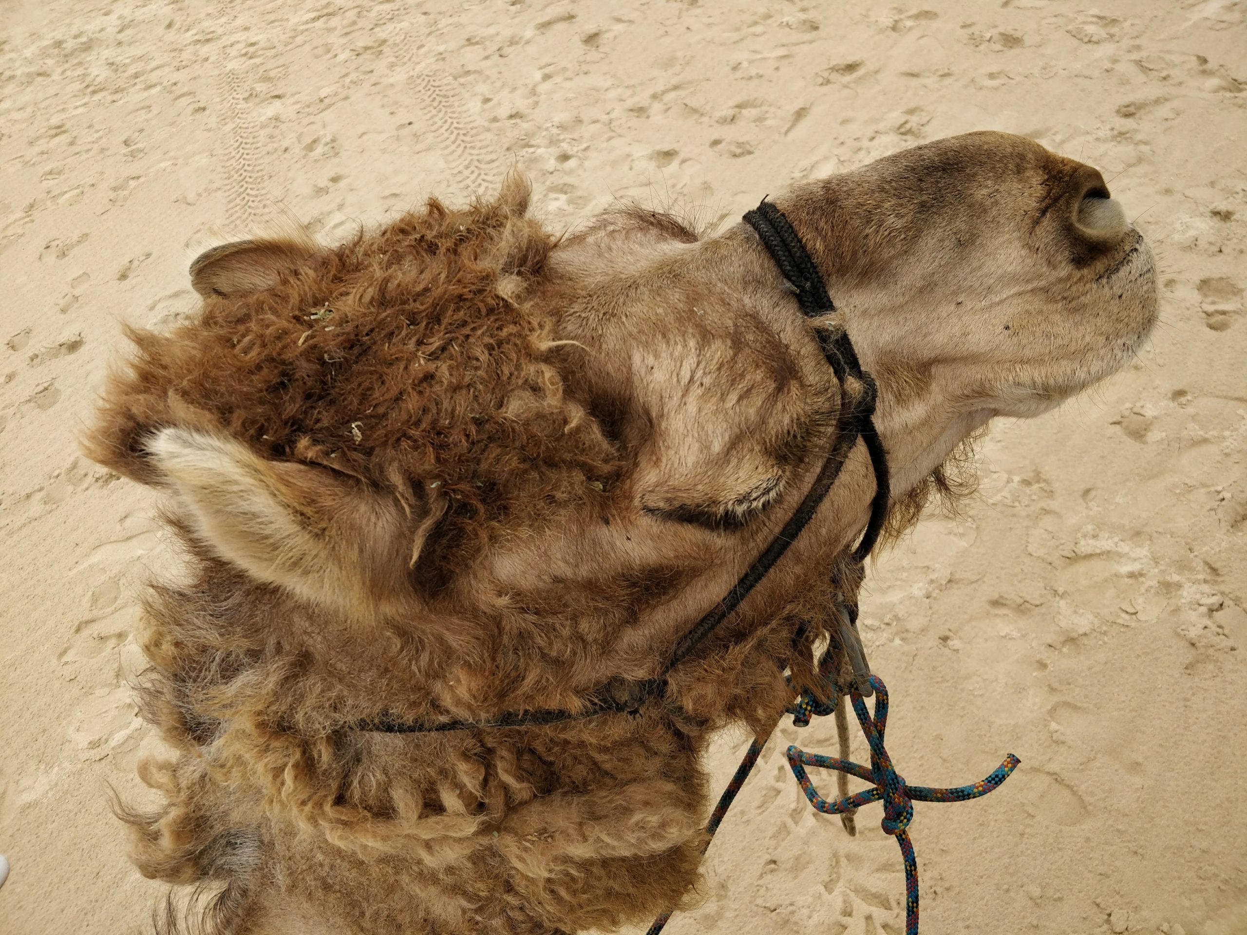 Camellos en Newcastle