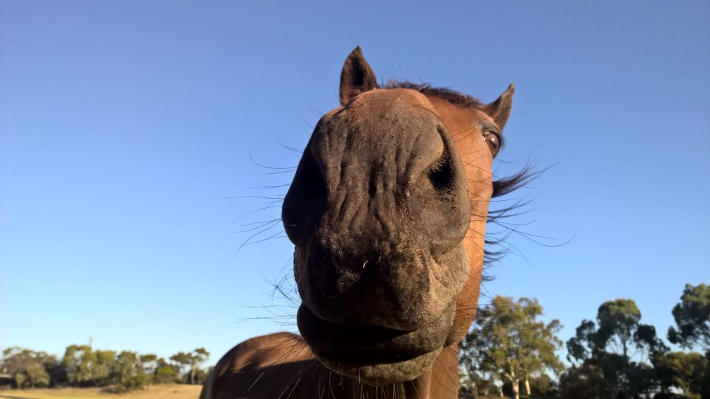 Caballo en Parque de Adelaida
