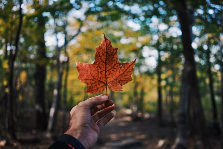 Hoja de maple de Canada