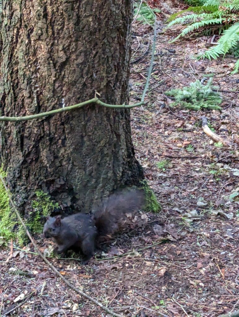 Ardillas en Central Park