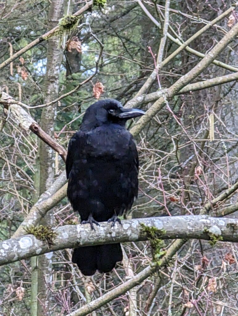 Aves en Central Park